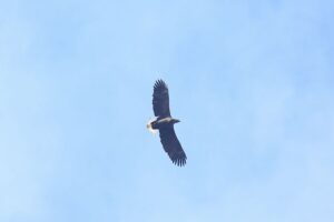 オジロワシ2021年11月19日