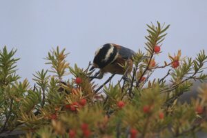 ヤマガラ2021年11月19日