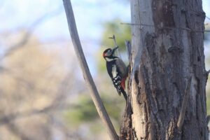 アカゲラ雄2021年11月26日