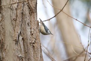 ゴジュウカラ2021年11月26日