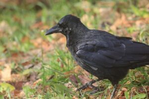 ハシボソガラス2021年11月26日