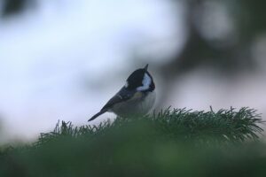 ヒガラ2021年11月26日