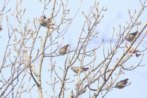 ヒレンジャク2021年11月26日