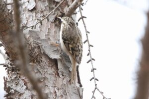 キバシリ2021年11月26日