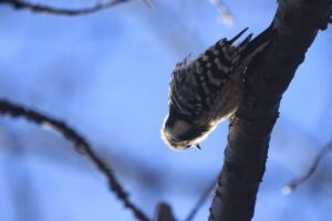 コゲラ2021年11月26日