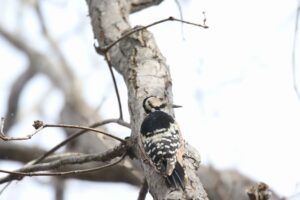 オオアカゲラ雌2021年11月26日