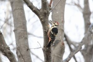 オオアカゲラ雄2021年11月26日