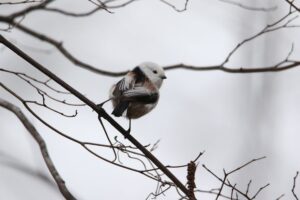 シマエナガ2021年11月26日