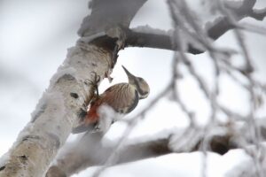 オオアカゲラ雌2021年11月28日