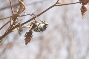 アカゲラ雄2021年12月4日ヌルデの木の実を食べる