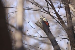 アカゲラ雄2021年12月4日桜の木
