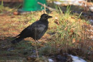 ハシボソガラス2021年12月4日歩く