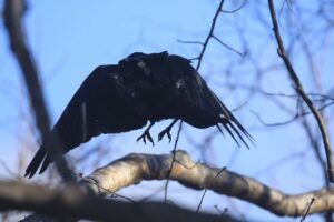 ハシボソガラス2021年12月4日飛ぶ