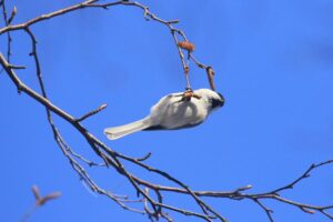 ハシブトガラ2021年12月4日