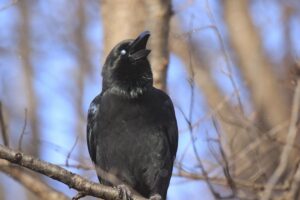 ハシブトガラス2021年12月4日