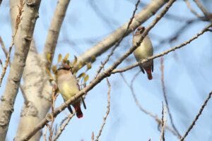 ヒレンジャク2021年12月4日