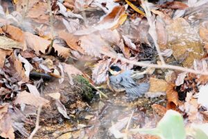 ヤマガラ2021年12月4日水浴び