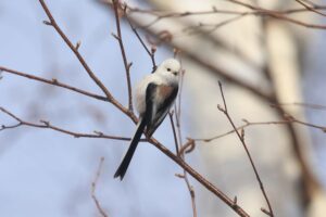 シマエナガ2021年12月8日