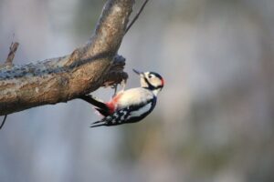 アカゲラ雄2021年12月11日