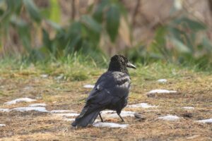 ハシボソガラス2021年12月11日