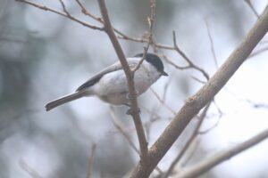 ハシブトガラ2021年12月11日
