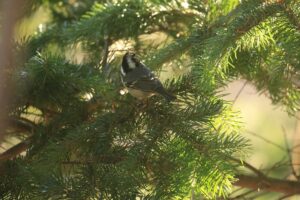 ヒガラ2021年12月11日