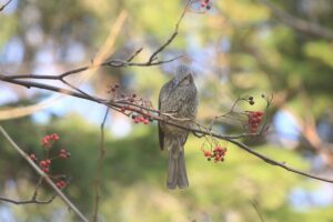 ヒヨドリ2021年12月11日