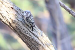 コゲラ2021年12月11日