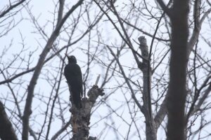 クマゲラ雌2021年12月11日