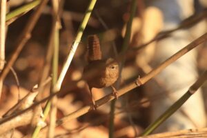 ミソサザイ2021年12月11日