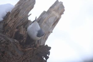 ゴジュウカラ2021年12月17日