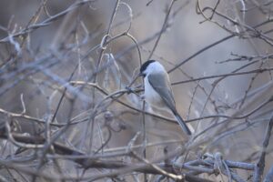 ハシブトガラ2021年12月17日