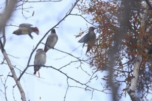 ヒレンジャク2021年12月17日アカミヤドリギの実を食べる