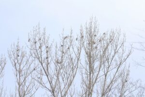 ヒレンジャク2021年12月17日群れ