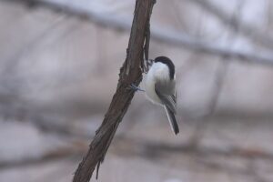 コガラ2021年12月17日