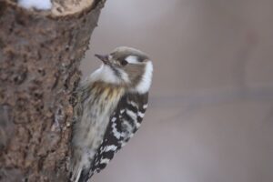 コゲラ2021年12月17日