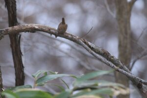 ミソサザイ2021年12月17日