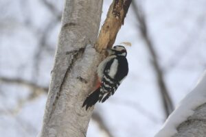 アカゲラ雄2021年12月26日