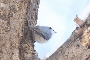 ゴジュウカラ2021年12月26日