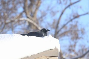 ハシブトガラス2021年12月26日