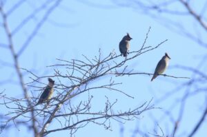 ヒレンジャク2021年12月26日