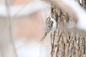 キバシリ2021年12月26日