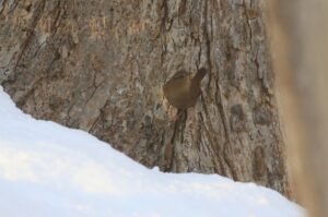 ミソサザイ2021年12月26日