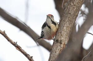 オオアカゲラ雄2021年12月26日