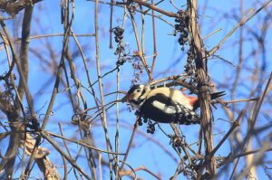 アカゲラ雄2022年1月2日