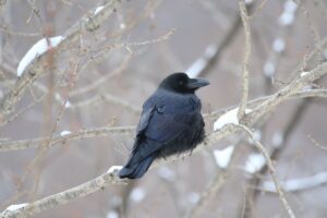 ハシブトガラス2022年1月2日