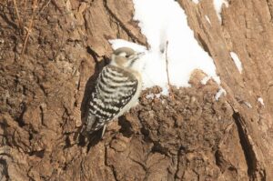 コゲラ2022年1月2日
