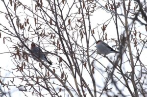 ウソ2022年1月2日