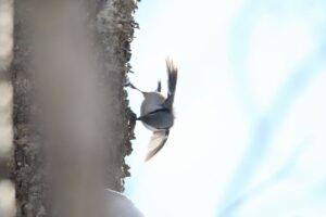 ゴジュウカラ2022年1月8日