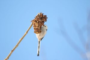 シマエナガ2022年1月8日1